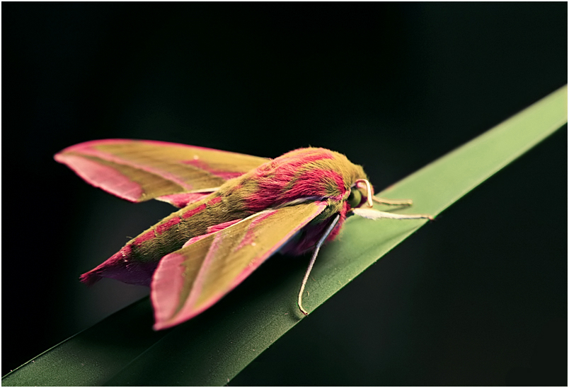 Deilephila elpenor (Sphingidae)