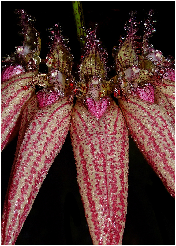 Bulbophyllum x Elizabeth Ann 'Buckleburry'