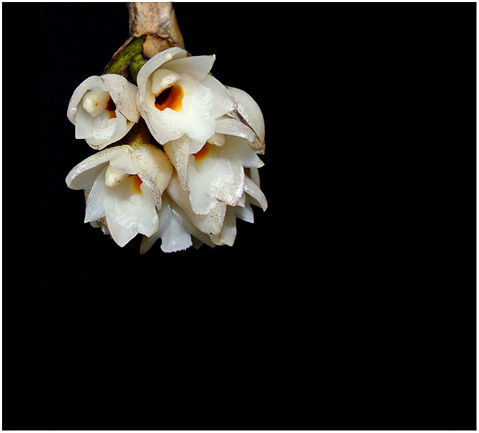 Coeliopsis hyacinthosma 