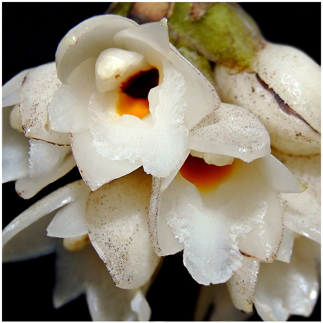 Coeliopsis hyacinthosma 