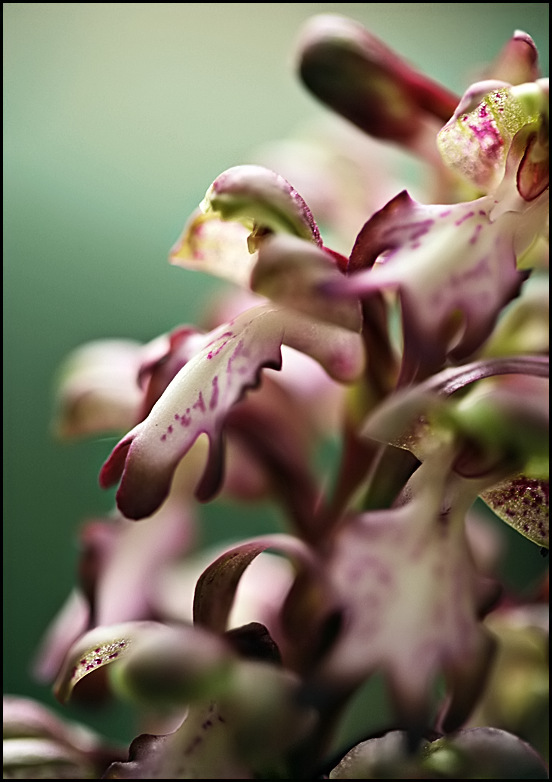 Himantoglossum robertianum 