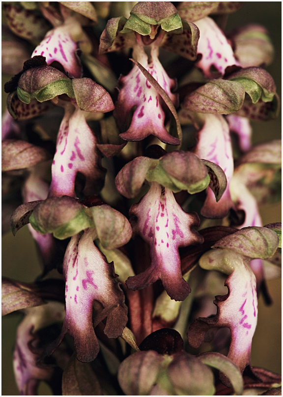 Himantoglossum robertianum 