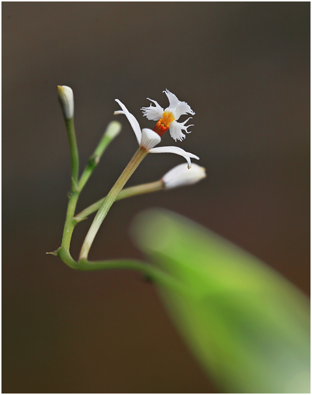 Epidendrum sp. 