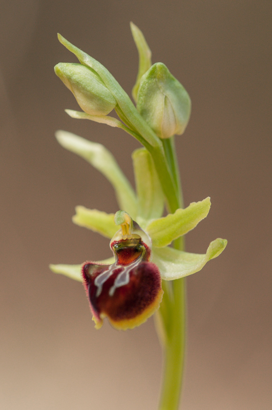 Ophrys aranifera subsp. masilliensis