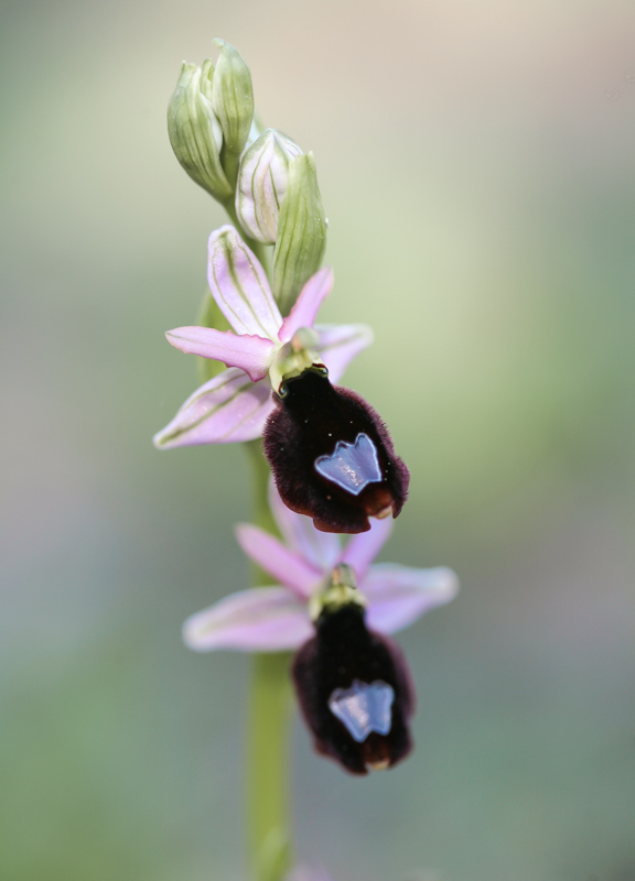 Ophrys aurelia 