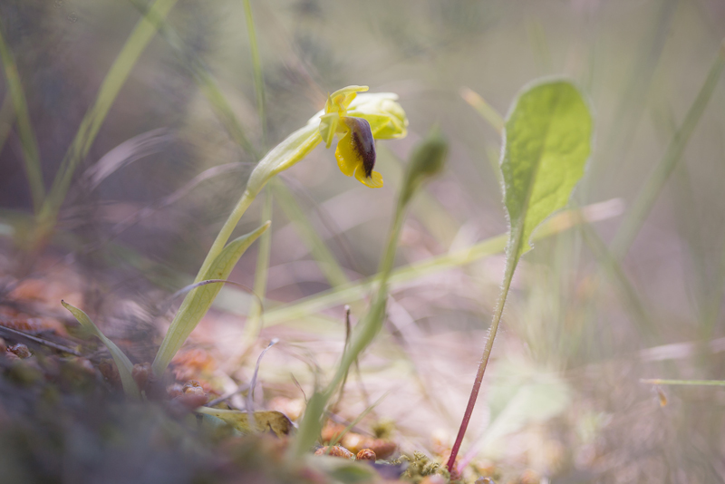 Ophrys lutea 