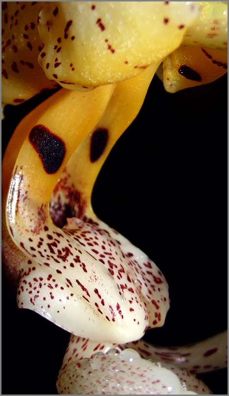 Stanhopea costaricensis 