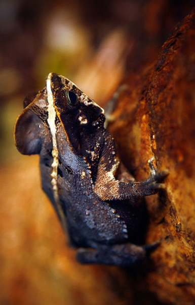 Bufo typhonius, crapaud-feuille de la forêt guyanaise