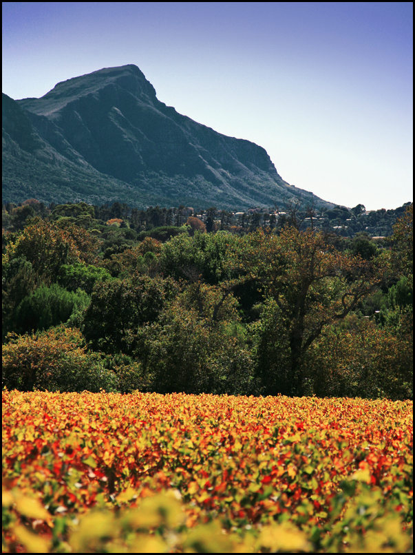 Constantia vineyards