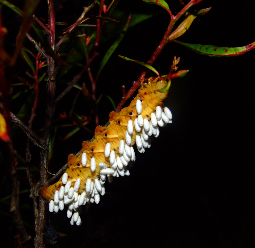 Amazonie : chenille parasitée