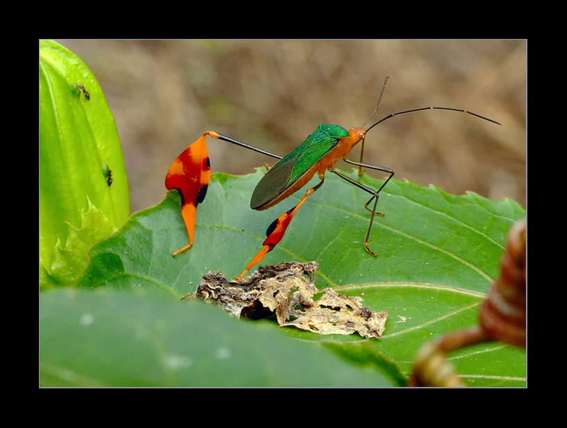 Amazonie : insecte inconnu