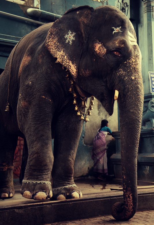 Lakshmi, the temple elephant
